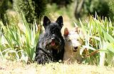 SCOTTISH TERRIER 250